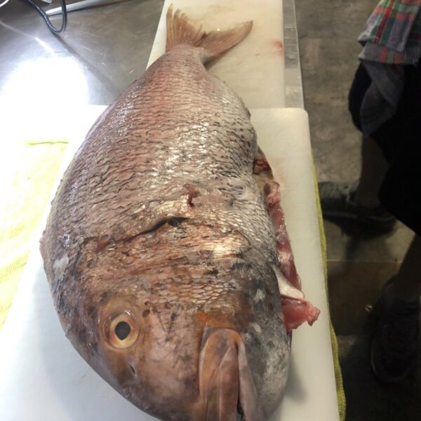 Galeria producto 10 600x600