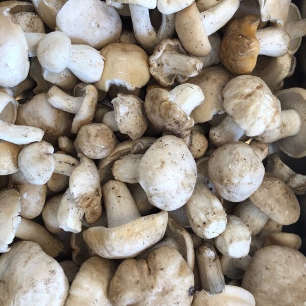 Galeria producto 11 600x600