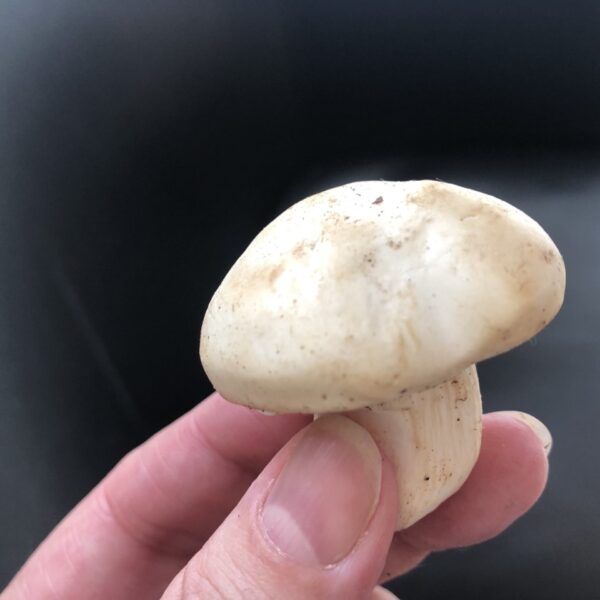 Galeria producto 8 600x600